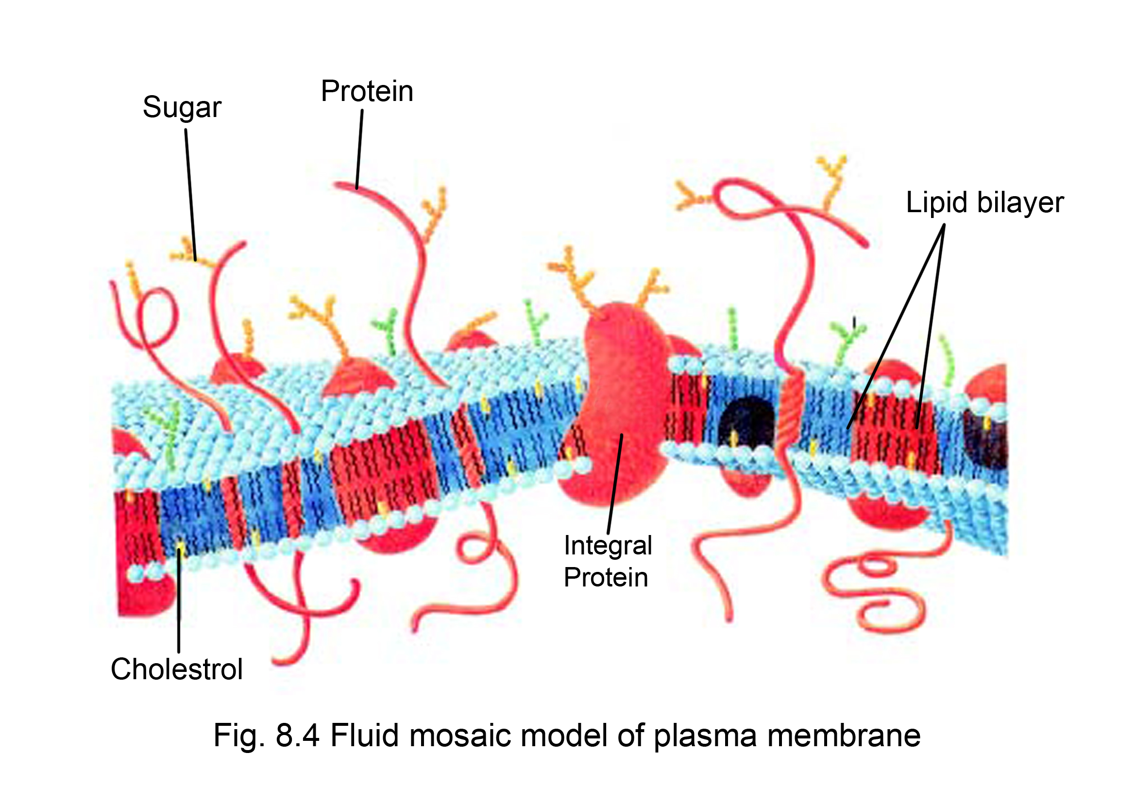 Cell Membrane Aglasem Schools