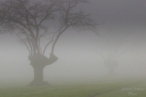 italy fog landscape photo foto wheat picture campagna piemonte nebbia sul gianni alessandria grano immagine gelsi armano