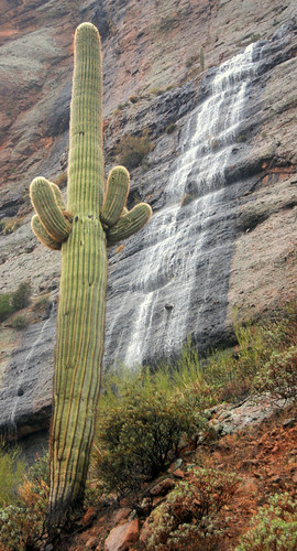 county winter arizona cactus usa mountain fish storm mountains southwest water vertical america creek river landscape waterfall apache highway north salt january scenic az canyon falls trail american waterfalls watershed wilderness saguaro 88 superstition maricopa byway 2013