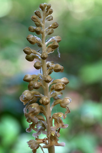 Bird's-nest Orchid, Neottia nidus-avis