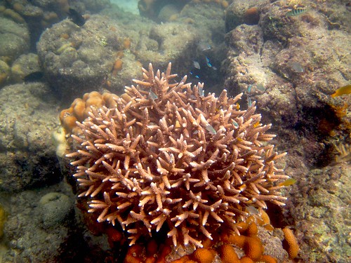 05復育兩年以上的軸孔珊瑚，珊瑚分枝已形成緻密的孔隙，是許多海洋生物安全的棲所。圖片來源：東沙海管處