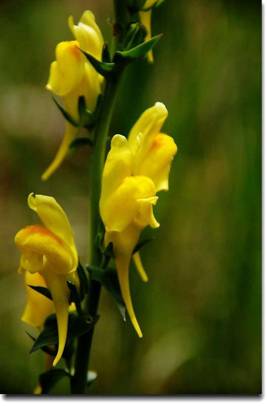 Toadflax(Butter and Eggs) 3