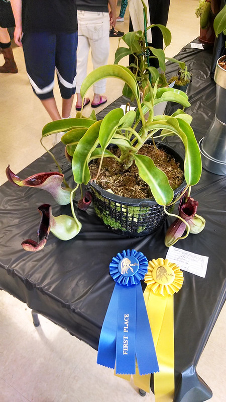Third in Show Nepenthes lowii, Tom Kahl
