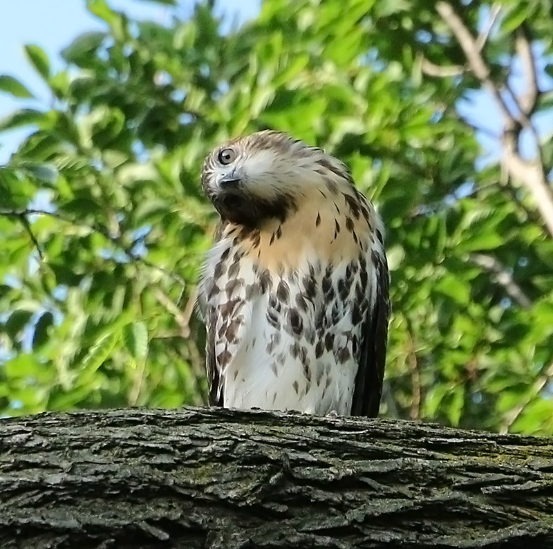 Red tail fledgling