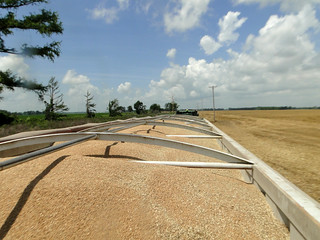 Picture of a full truck of wheat grain
