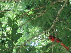 Cardinal In The Trees