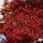 Tesco Autumn Trees 2016-10-21