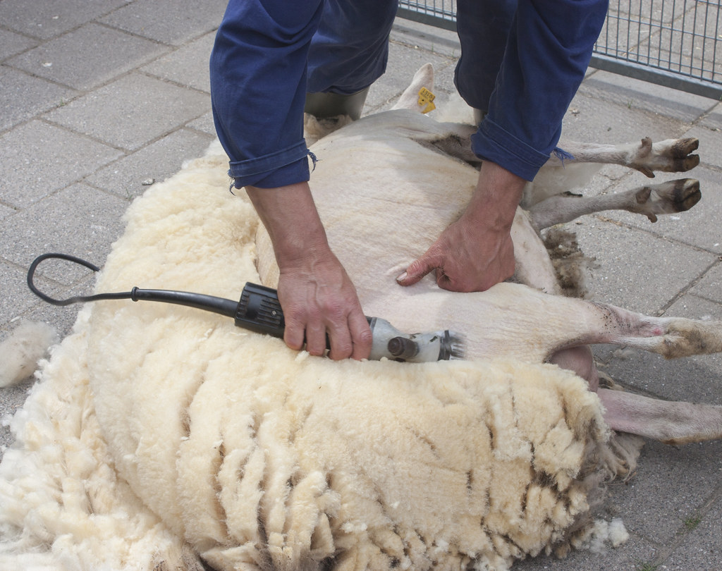 Sheep shearing (9)