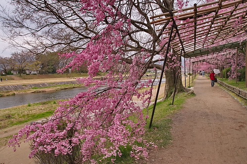 【写真】2013 桜 : 半木の道/2021-11-05/IMGP9479
