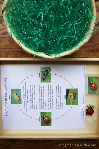 Life Cycle of a Ladybug Sensory Basket and Tray