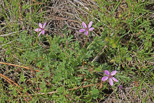 flower nm wildflower geraniaceae erodium filaree geraniales 2013 redstemmedfilaree rosids catronco erodiumcicutartum