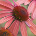 3rd Place - Flora - Kathy Turner - Coneflower