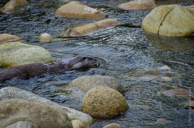 Otter / Nutria