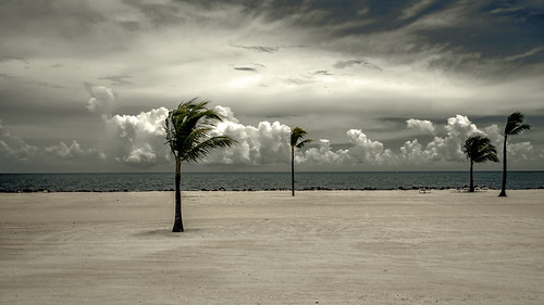ocean vacation storm tree beach clouds keys sand day wind florida largo palmetto