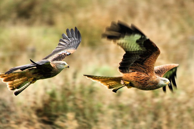 Red Kites - Gigrin Farm Wales
