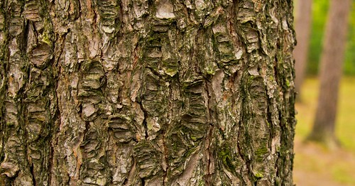 ontario tree texture pine bark rough midhurst simcoecountymuseum