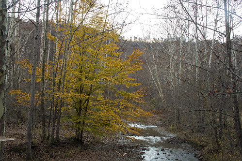 white color fall leaves yellow hiking kentucky sycamore redrivergorge indiancreek