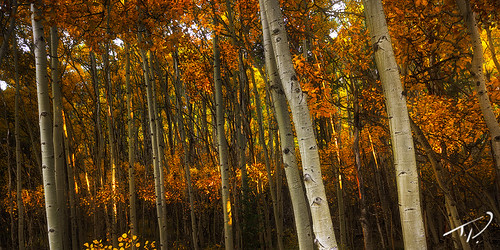 autumn trees panorama fall beautiful landscape interesting perfect colorado colorful rustic vivid professional alpine aspen intimate majestic rugged exciting highcountry independencepass rockymoutains tylerporter tporterphotography