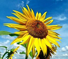 Tournesol - Photo of Froville