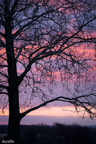 morning tree sunrise