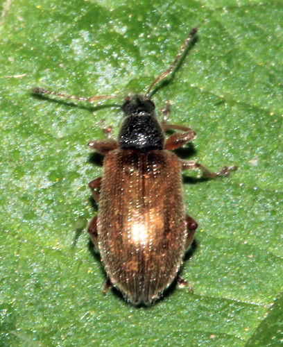 Phyllobius oblongus 17326