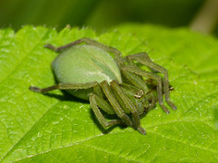 Green Huntsman Spider (Micrommata virescens) female - Photo of Fondamente