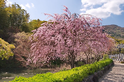 【写真】2013 桜 : 正法寺/2021-04-17/IMGP0088