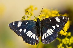 Limenitis reducta - Photo of Trausse