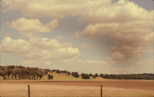 field texas cattle cows fenceposts bastropcounty