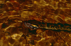 Green Anaconda (Eunectes murinus) juvenile