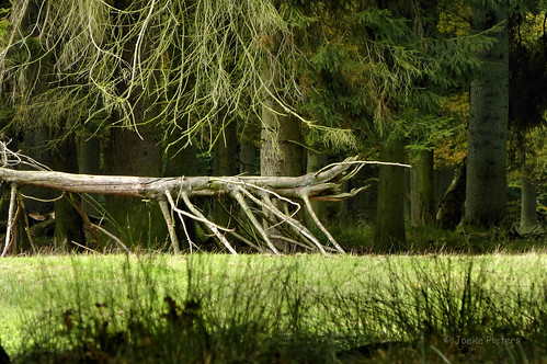 tree nature forest woodland germany deutschland woods boom bos duitsland mygearandme mygearandmepremium mygearandmebronze wildparkdülmen panasonicdmcfz150 1110999