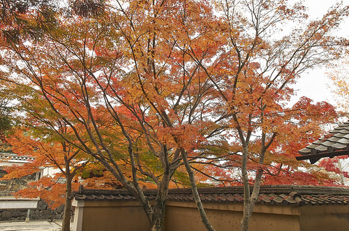 【写真】2013 紅葉 : 一休寺/2021-03-01/IMGP3652