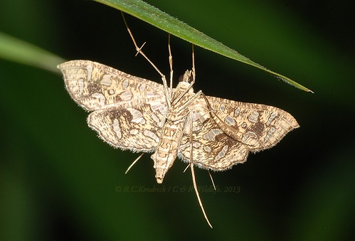 hongkong moth lepidoptera crambidae spilomelinae hongkongmoths nausinoegeometralis fungyuennaturereserve