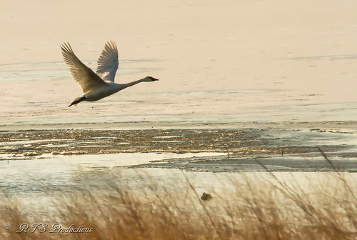 morning winter fall nature water field birds canon landscape outdoors morninglight geese pond fallcolors wildlife flight 7d birdsinflight canon300mmf4l missouribirds canon7d canon14teleconverter