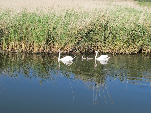 barca fiume uccelli animali polonia battello canale binari diga parconaturale elblag areaprotetta canaledielblag