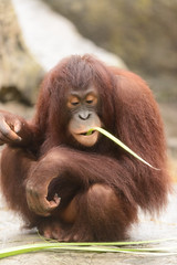 Bornean Orangutan With Plants