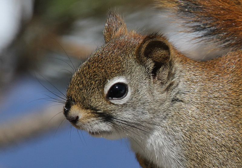 rufus closeup at you kid