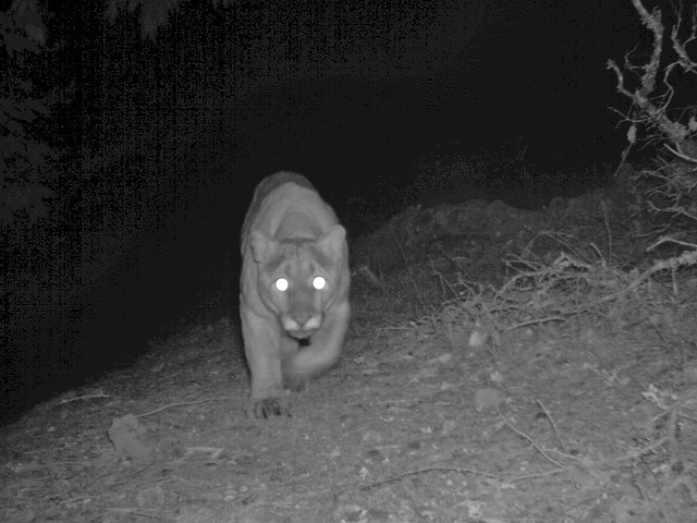 big male lion stalking cam