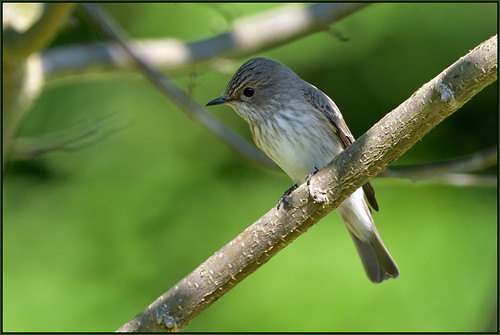 Spotted Flycatcher (image 2 of 3)
