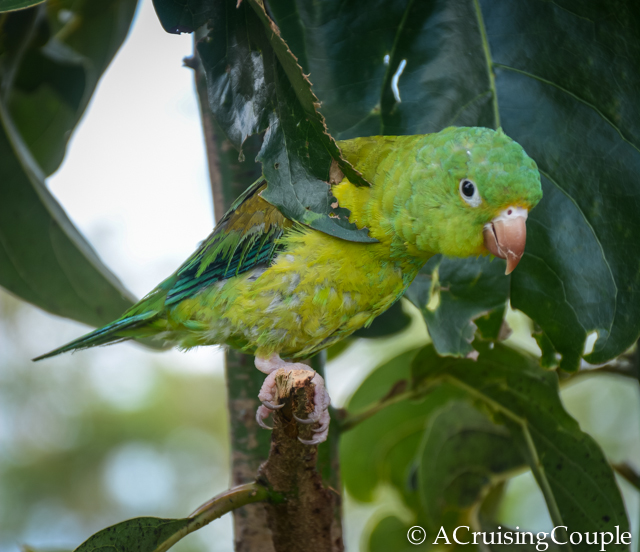 Green Parakeet Costa Rica Wildlife