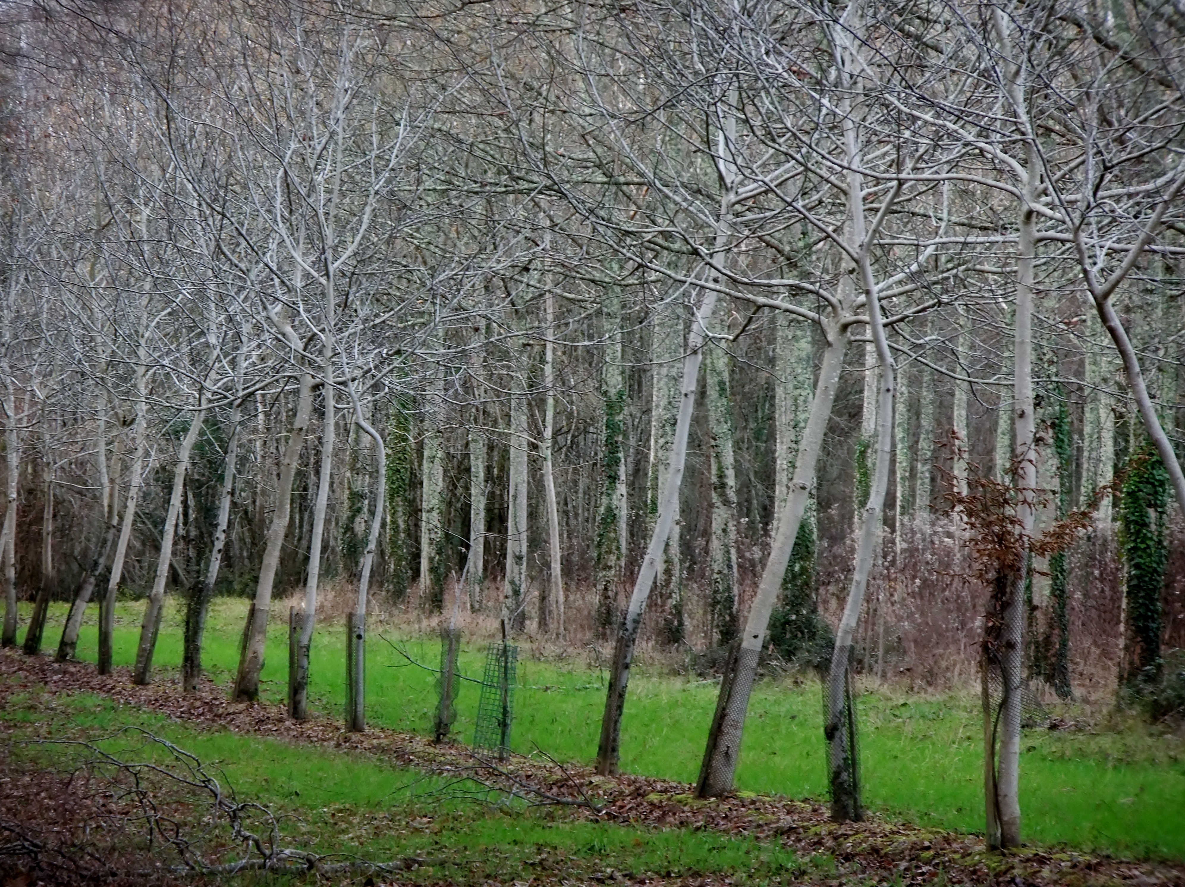 Walnut Trees Plantation, La Brande, Charente-Maritime, SW France @ 27 December 2013 (1/2)