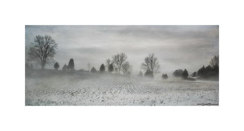 trees winter bw texture field fog vintage grey gray harding whitelake hss springvalley happyslidersunday lenabemanna