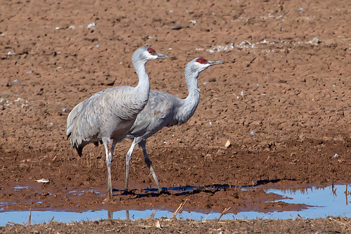 arizona birds cranes