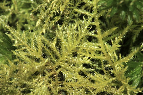 Feather Moss 25796