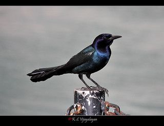 Great-tailed Grackle (M)