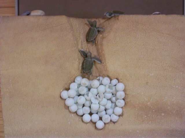 This cross-section of a sea turtle nest in one display in False Cape's visitor center.