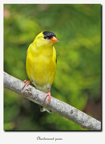 birds oiseaux americangoldfinch chardonneretjaune salmo52 alaincharette carduelistristisbonaventure
