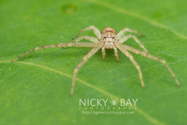 Crab Spider (Thomisidae) - DSC_6449