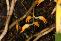 14 Bulbophyllum protractum - Poring Orchid Garden 2011-11-07 04