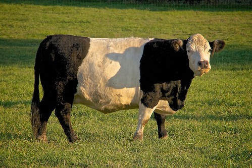 cattle cows beltedgallowaycattle johnhenrygremmer wisconsincattle